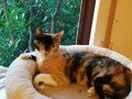 Molly (1)8